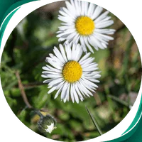 Camomila Romana - Anthemis nobilis