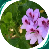 Gerânio - Pelargonium graveolens