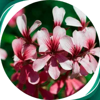 Óleo de Rosa - Pelargonium roseum