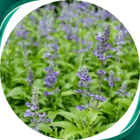 Sálvia - Salvia sclarea