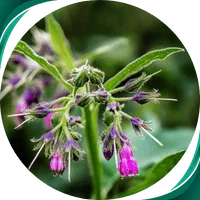 Confrei - Symphytum officinale